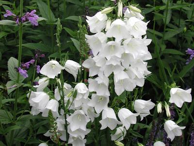 Campanula persicifolia Takion White (1425)